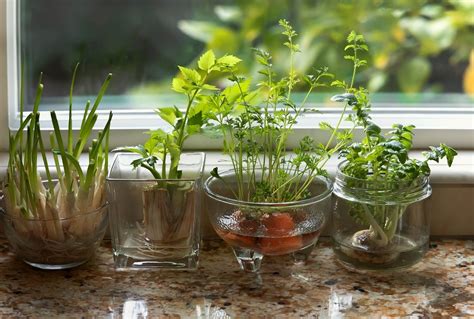 浴室水種植物|【懶人植物指南】15種水種的室內植物 淨化空氣及使家居及辦公。